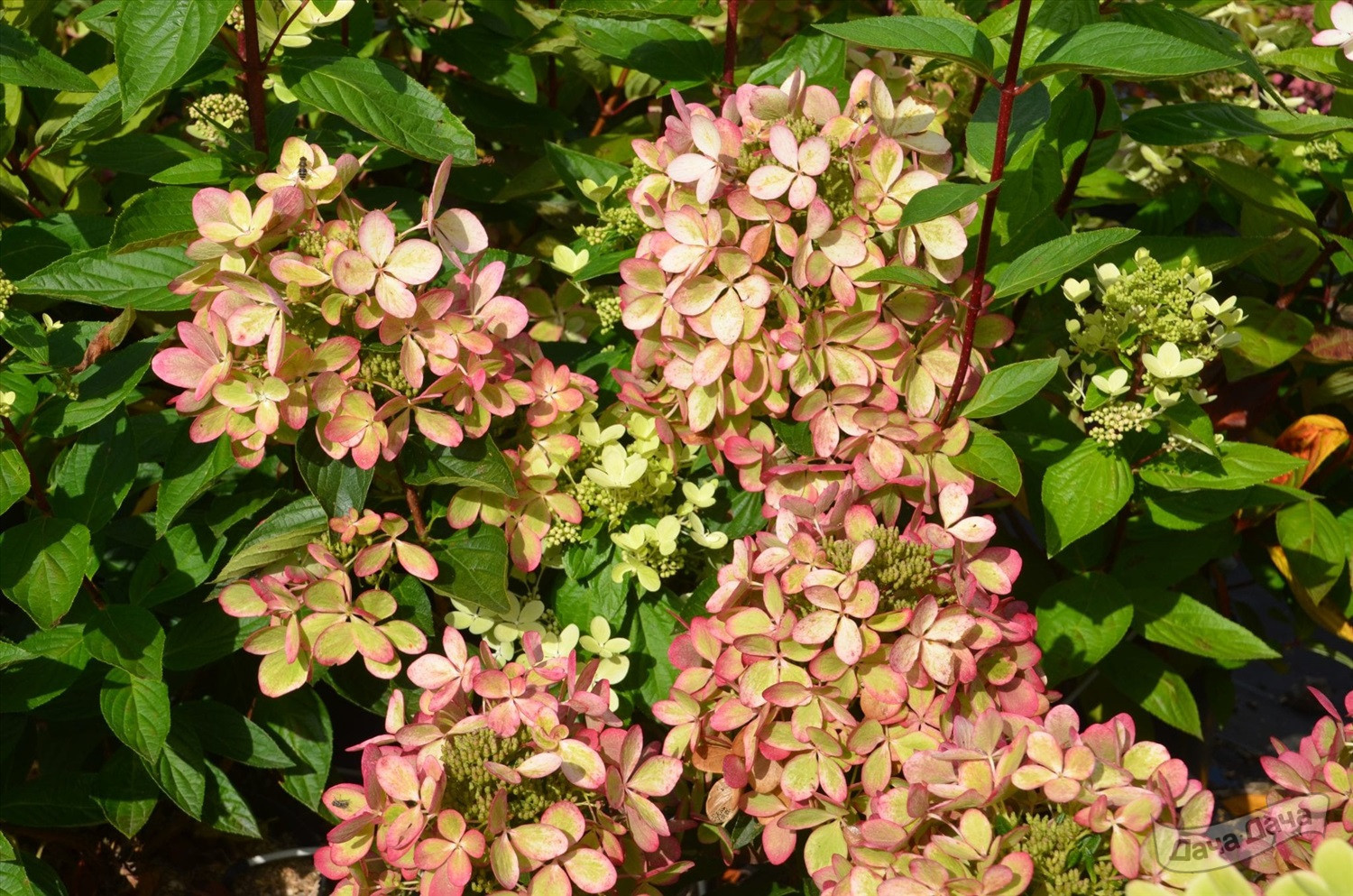 Hydrangea paniculata 'Pastelgreen'